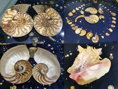 -青岛贝壳博物馆