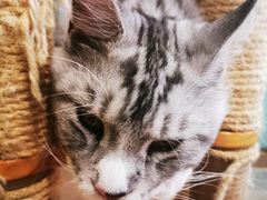 -猫在这儿猫咪咖啡馆·撸猫馆