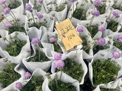 -龙大花卉苗木市场