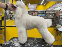 -优缇多格专业宠物美容师培训学校