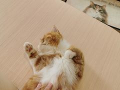 -瞄一喵猫咖(格力海岸店)