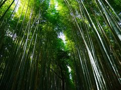 -天龙寺