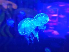 -重庆欢乐海底世界