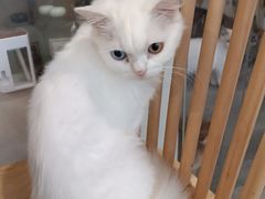 -楼上猫咖(罗湖店)