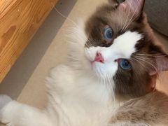 -猫在这儿猫咪咖啡馆·撸猫馆