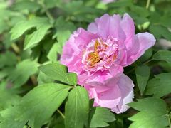 -北京市劳动人民文化宫(太庙)