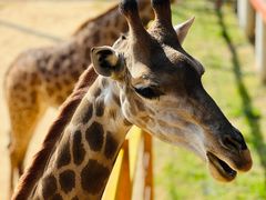 -西霞口神雕山野生动物世界