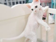 -十年猫舍·猫咪专门店(普陀店)