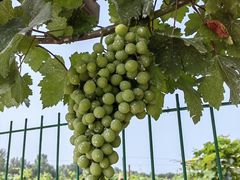 -北京张裕爱斐堡酒庄