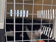 -瑞鹏宠物医院·超声·骨科·奇麟分院(蜀都万达店)