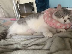 -灵美宠物诊所