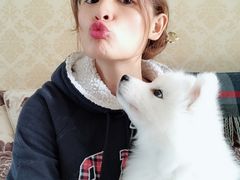 -翊宠yipet猫狗购宠庄园犬舍•猫舍