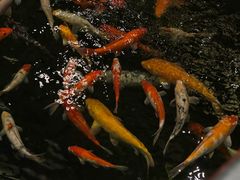 -龙悦湾酒家·八阵鱼生·渔人码头店