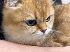 -动物缘宠物医院·骨科·猫科(西二环店)