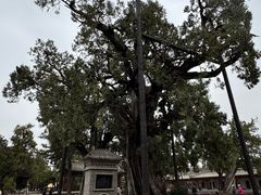 -黄帝陵