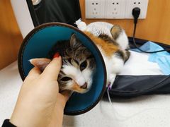 -联合动物医院(光谷诊疗中心)