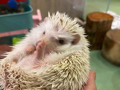 -藦茜花园宠物主题亲子互动体验馆(国顺东路店)