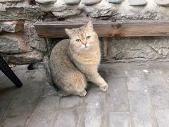 -喵屿·大理花园猫咖