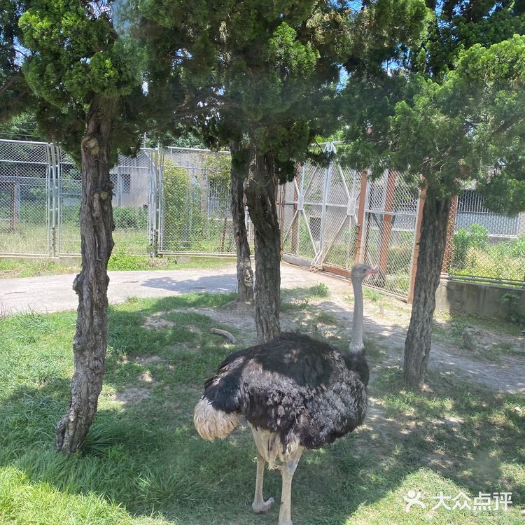 儿童打卡胜地-上海野生动物园