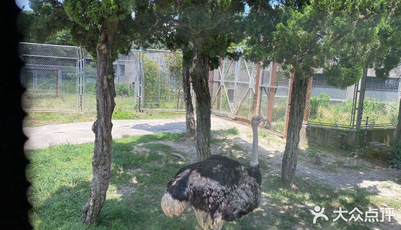 儿童打卡胜地-上海野生动物园