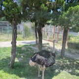 儿童打卡胜地-上海野生动物园