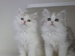 -小猫来了·猫舍(红山六九七九店)