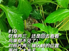 -长洲岛