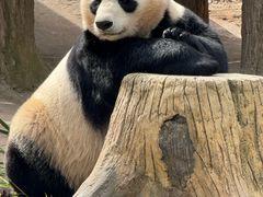 -都江堰中华大熊猫苑