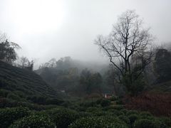 -十八棵（老龙井）御茶园(老龙井店)
