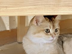 -藏猫猫咖啡主题馆(中央大道店)