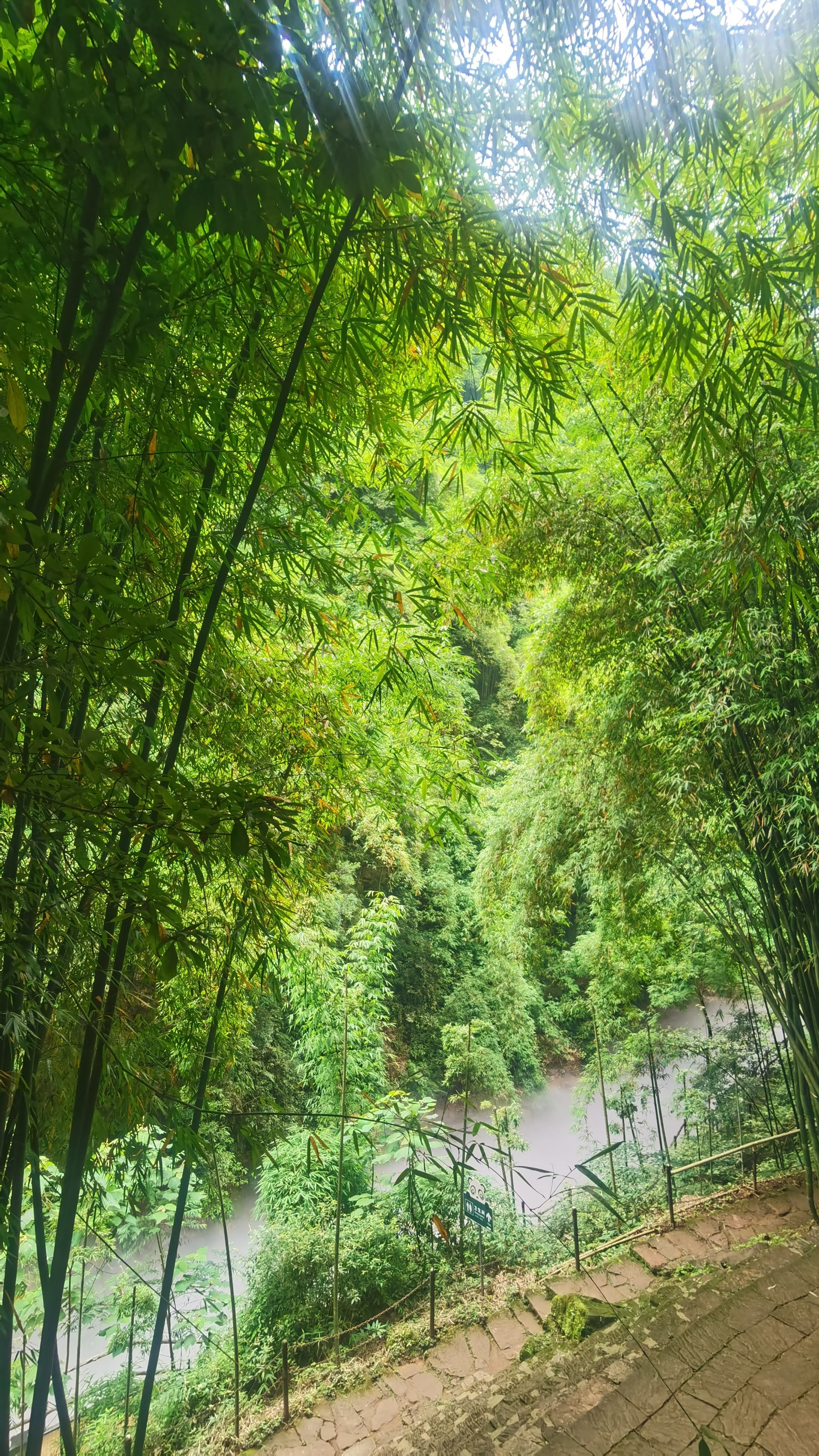 邛崃竹海风景区图片