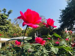 -人民公园(罗湖区)