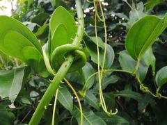 -瑞丽独树成林风景区