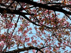 -鹿亭中村