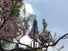 -西北湖绿化广场