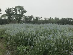 -同里国家湿地公园