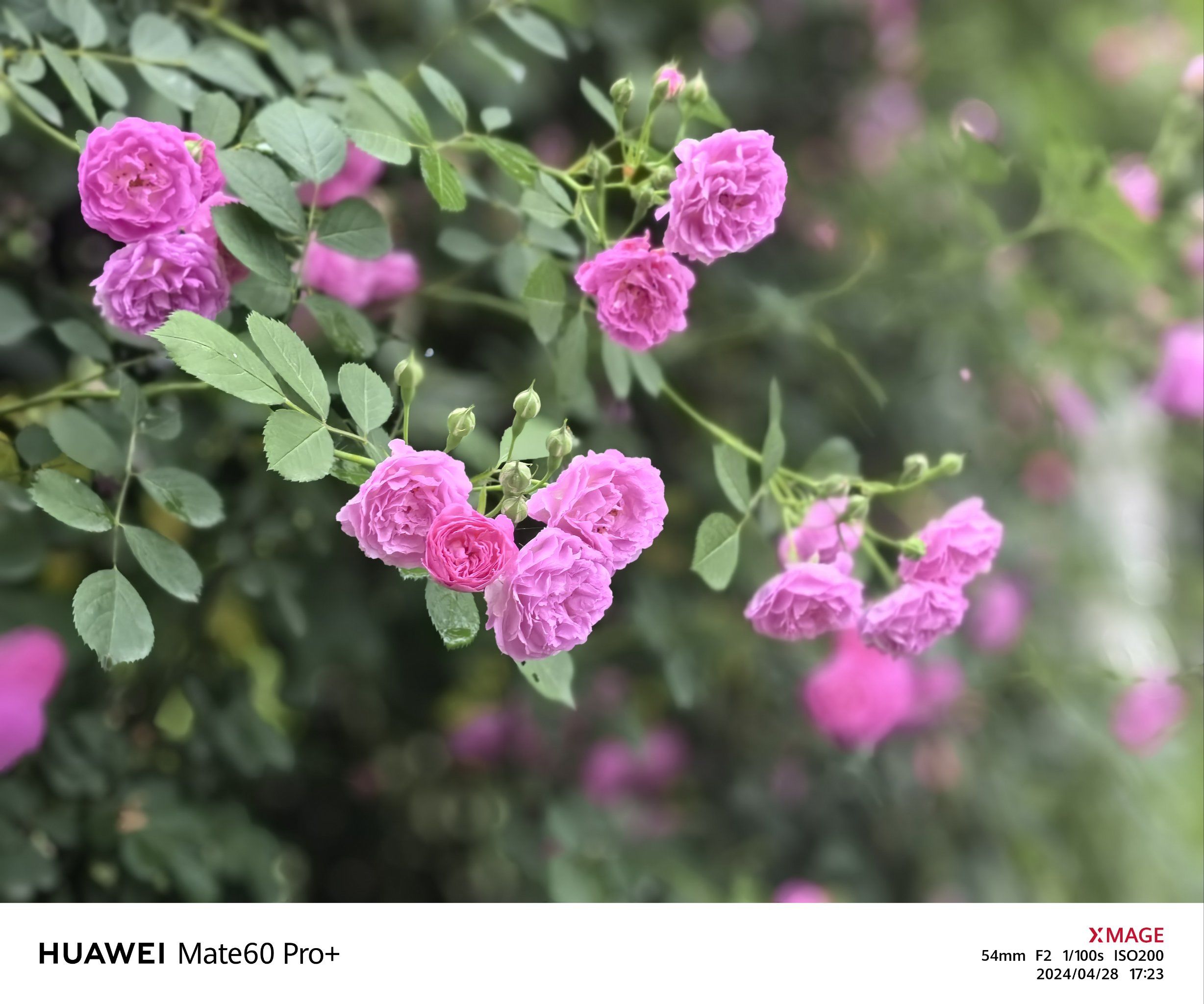 在某个墙边,都可能会有盛开的蔷薇
雨后,看到这些带着晶莹的花仙子