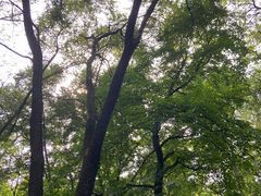 -黑龙江省森林植物园