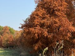 -上海海湾国家森林公园