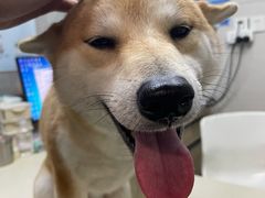 -爱侣·安琦尔宠物医院·中兽医针灸·心内科·狂犬免疫点(宝山区院)