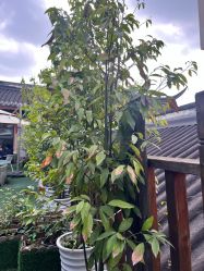点击看大图 -爱弥儿月子中心(省医院店)