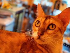 -猫色咖啡·猫咖