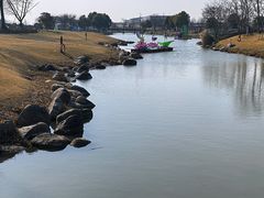 -荷兰花海