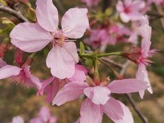 -天适樱花悠乐园