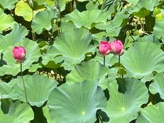 -昆山城市生态森林公园