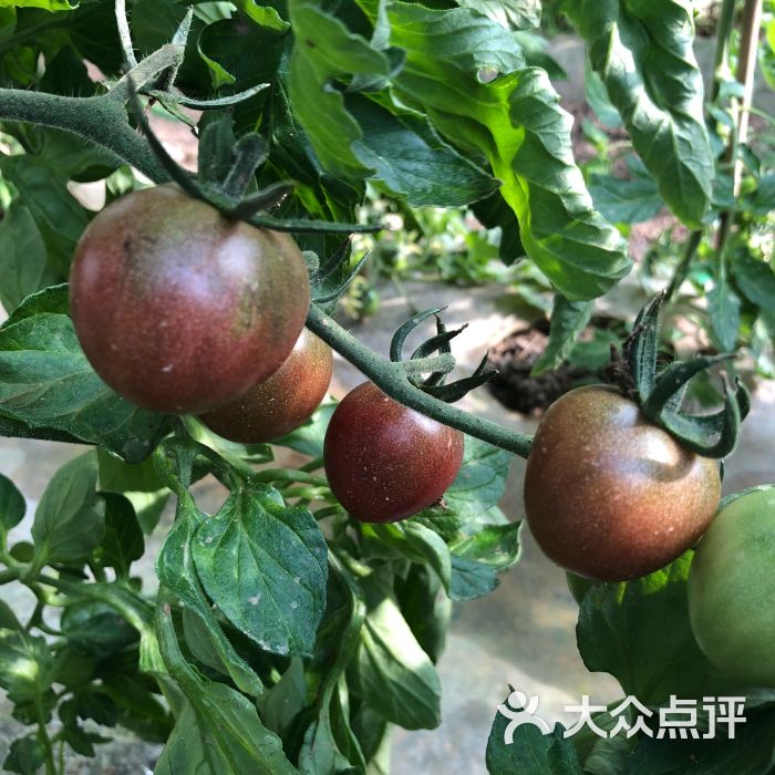 博森农庄-图片-青县美食-大众点评网