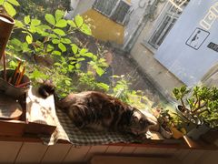 -海边的猫和咖啡馆
