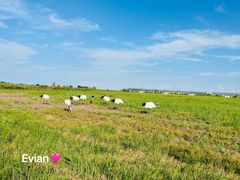 -盐城丹顶鹤湿地生态旅游区