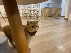 -柴迷FANS CLUB·柴犬狗咖·猫咖