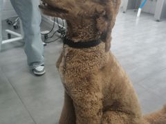 -爱派特动物医院·全科诊疗中心